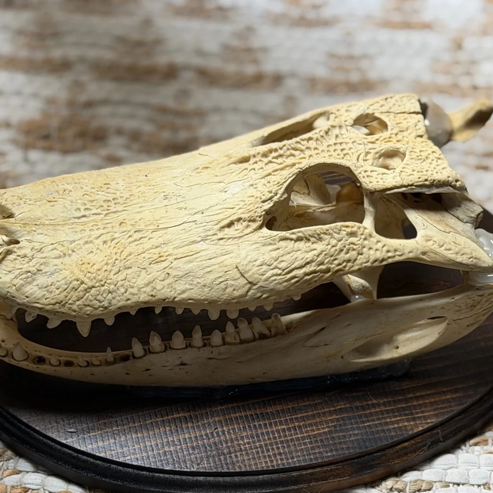 Reptile Skull Decor - Tan